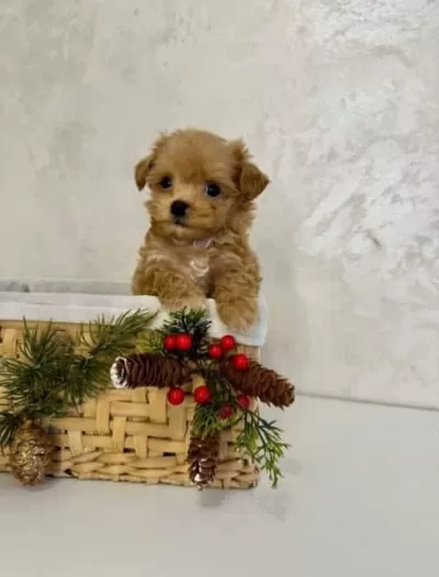 Tüy Dökmeyen Maltipoo Mini Yavrular