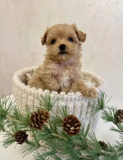 Küçük Irk Evcil Ve Tüy Dökmeyen Maltipoo