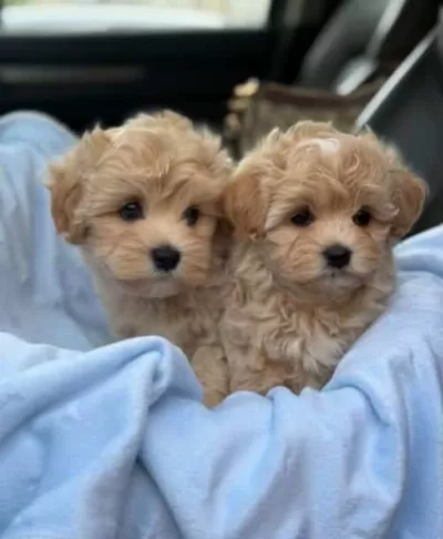 Show Kalite Maltipoo Dizayn Irk