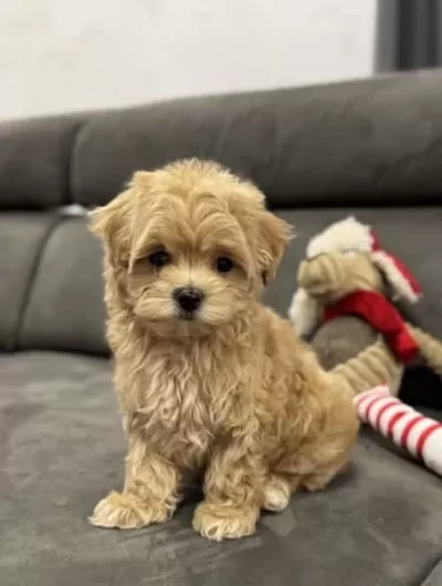 Sevimli Büyümeyecek Maltipoo Yavrular