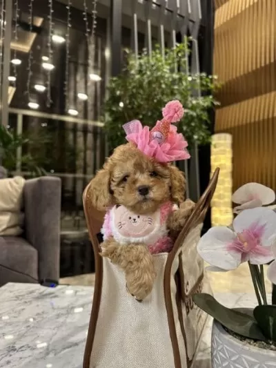 Orjinal Birbirinden Tatlı Toy Poodle Yavruları