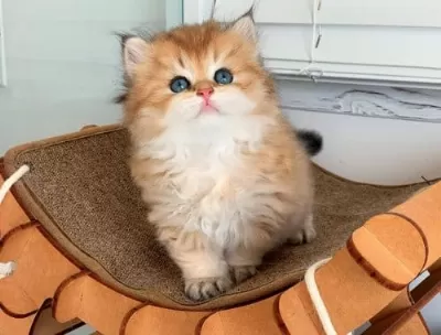 Efsane Güzellikteki Golden British Longhair