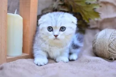 Gümüş Çizgili Ns24 Scottish Fold Shorthair