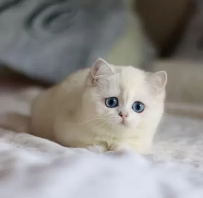 Kar Beyaz Mavi Göz Ns1133 British Shorthair