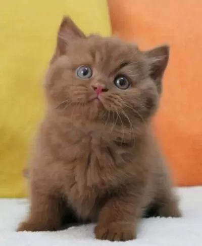 En Güzel Chocolate British Shorthair