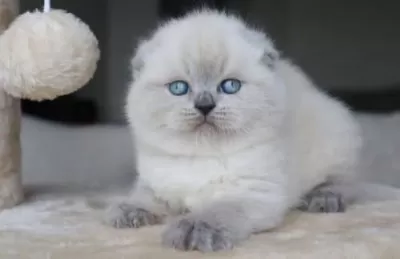 Deniz Mavisi Gözlü Blue Point Scottish Fold Shorthair