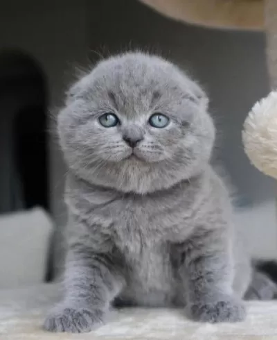 Duman Grisi Scottish Fold Shorthair