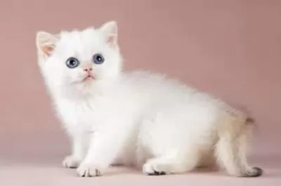 Kalite Silver British Shorthair Ns11