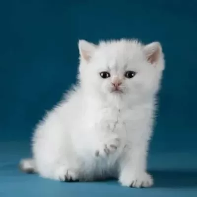 Bem Beyaz Silver British Shorthair Ns1133