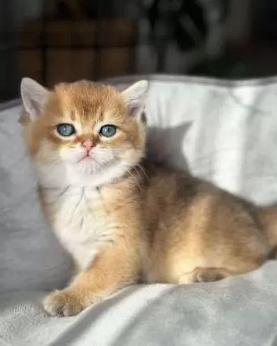 Oyuncu Golden British Shorthair