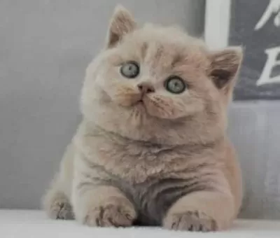 British Shorthair Ücretsiz Yuva Arıyoruz