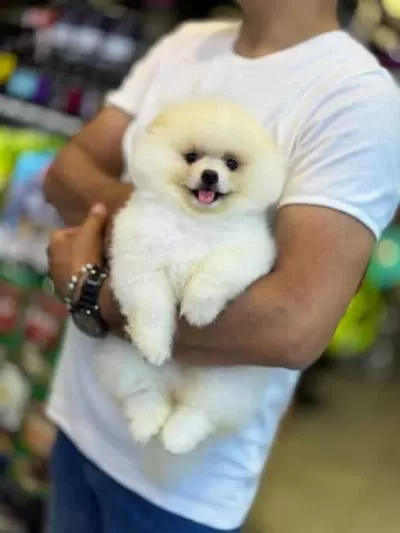 Tai Kan Pomeranian Boo