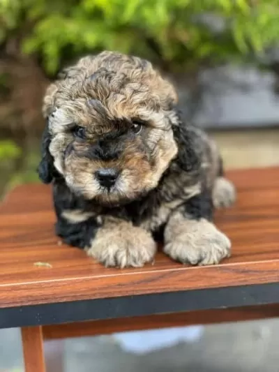 Kore Maltipoo 2 Kg Geçmeyecek Dişi Erkek