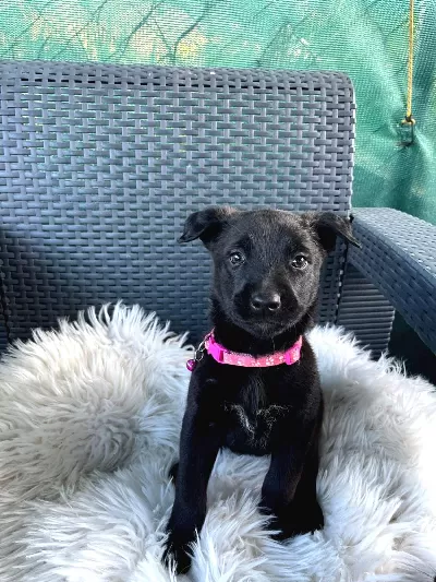 Dakik Eğitime Açık Malinois Belçika Kurdu