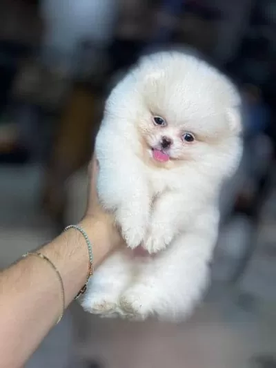 Orjinal Pomeranian Boo