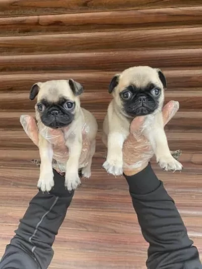Sevimli Pug Yavruları
