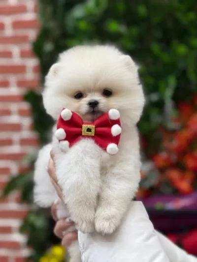 Pomerian Boo 2 Aylık Erkek Yavru
