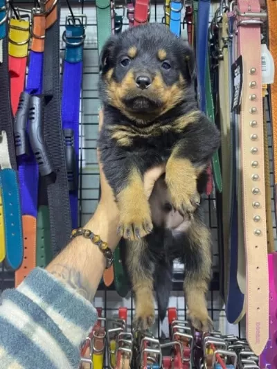 Sağlıklı Rotweiler Yavruları