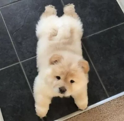 Sevimli Yavru Chow Chow Sevgi Dolu Yuvasını Arıyor