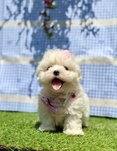 0 Numara Maltese Terrier Yavrularımız