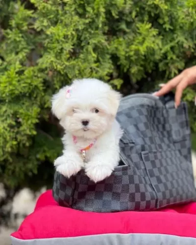 Erkek Maltese Terrier Yavrusuu