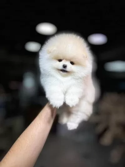 Sevimli Saglik Garantili Pomeranian Boo