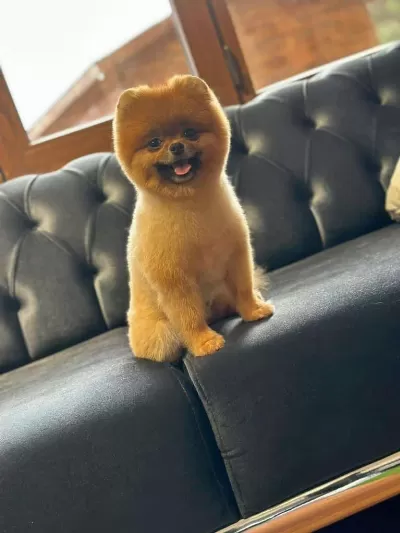 Pomerian Boo Uzun Tüylü Ayı Surat
