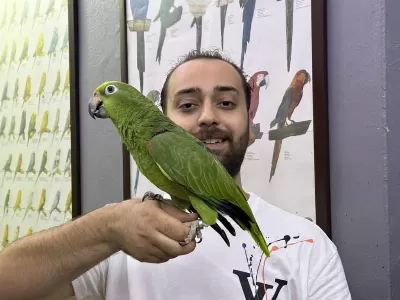 Eğitimli Kapalı Bilezik Sarı Alın Amazon Papağanı