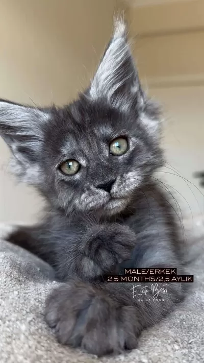 Türkiyenin Her Yerine Teslim Xxl Maine Coon Kediler