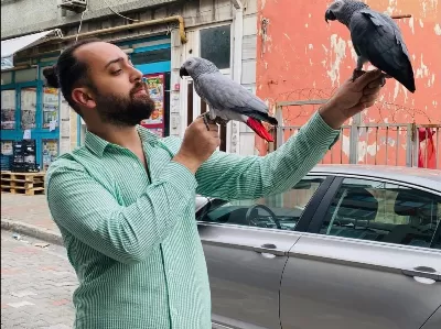 Üst Düzey 100 Kelime Konuşan Jako Papağanı