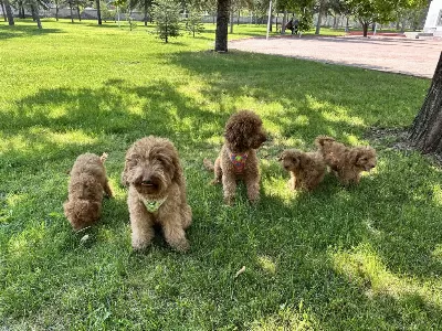 Güzeller Güzeli Toy Poodle Yavrularımız