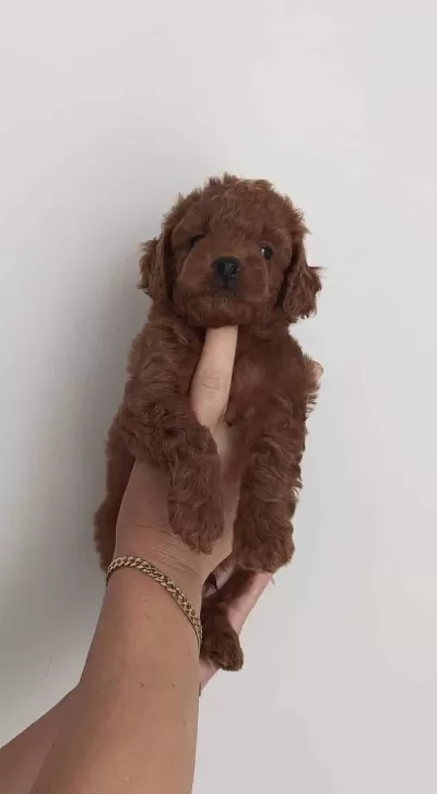 Toy Poodle Yavru Ucretli Sahiplendirme