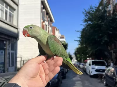70 Günlük Bebek Alexander Papağanimiz