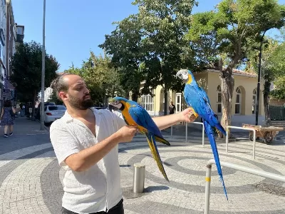 50 Kelime Konuşan Macaw Papağanı
