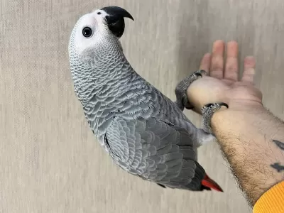 100 Kelime Konuşan Evcil Jako Papağanimiz