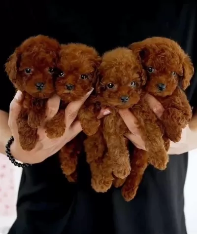 Toy Poodle Teacup Kore Yavruları