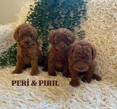 Oyun Seven Ve Akıllı Mini Toy Poodle Yavruları