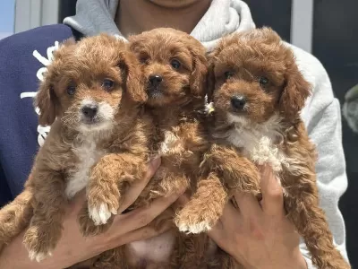 Köpek Çiftliğinden F1 Maltipoo Yavruları