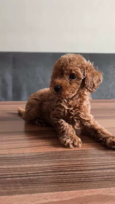 Anne Altından Evde Bakılan Kore Kan Mini Poodle