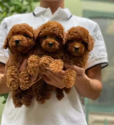 En Koyusu En Micro Safkan Toypoodle