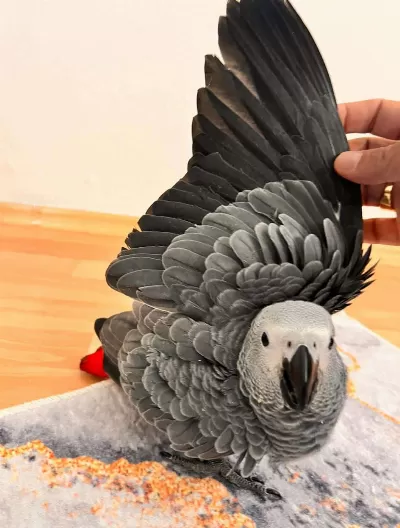 Eğitimli Evcil Konuşan Jako Papağani