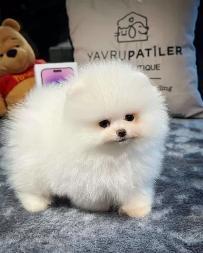 Pomerian Boo Sahiplendirme