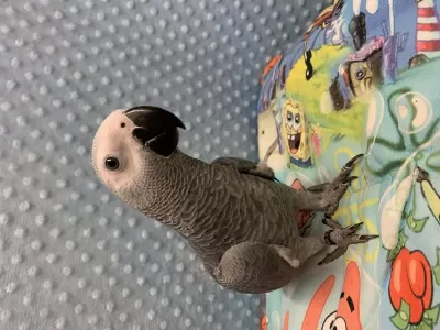 100 Kelime Konuşan Evcil Jako Papağanım