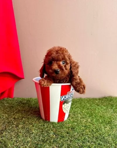 Orjinal Toy Poodle Çocuklar Sağlikli