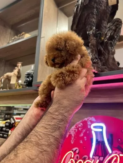 Irk Ve Sağlık Garantili Toy Poodle Yavrumuz
