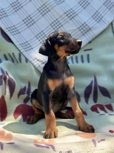Saf Kan Yavru Doberman  Yeni Sahiplerini Arıyor