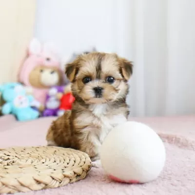 Kore Safkan Maltipoo Yavrularımız