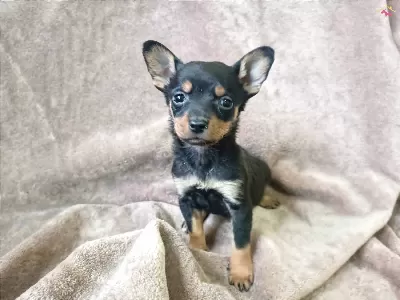Aşılı Minyatür Pinscher Köpekleri