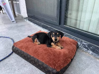 2 Aylık Erkek Minyatür Pinscher