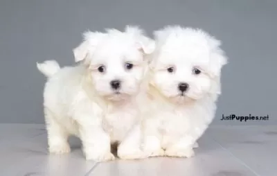 Nova Yeni Yuvasını Arıyor (Maltese Terrier)
